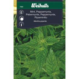 Minttu Weibulls piparminttu siemenet