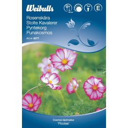 Kosmoskukka Weibulls vaaleanpunainen/valkoinen siemenet