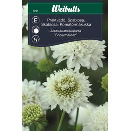Koreatörmäkukka Weibulls Snowmaiden siemenet