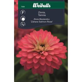Zinnia Sahara Salmon Rose