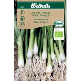 Sipuli Weibulls kevätsipuli Krav