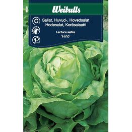 Salaatin siemenet Weibulls Hilro keräsalaatti