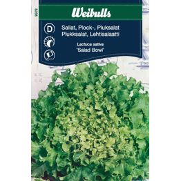 Salaatin siemenet Weibulls Bowl lehtisalaatti