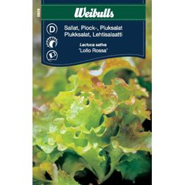 Salaatin siemenet Weibulls Lollo Rossa lehtisalaatti