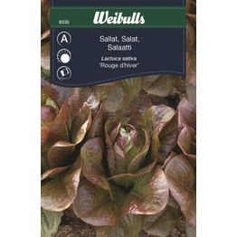 Salaatin siemenet Weibulls Rouge D Hiver