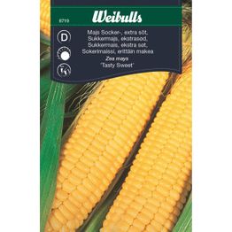 Maissi Weibulls sokerimaissi makea siemenet