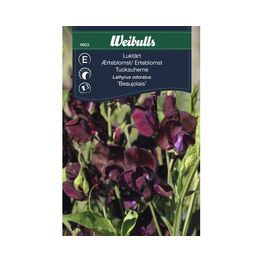 Tuoksuherne Weibulls Beaujolais siemenet