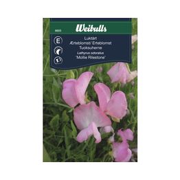 Tuoksuherne Weibulls Mollie Rilestone siemenet