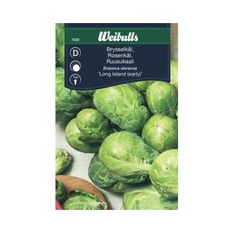 Ruusukaali Weibulls siemenet