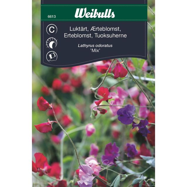 Tuoksuherne Weibulls sekoitus siemenet