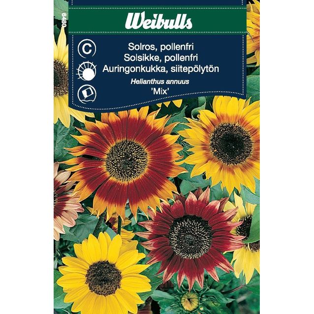 Auringonkukan siemenet Weibulls siitepölytön mix