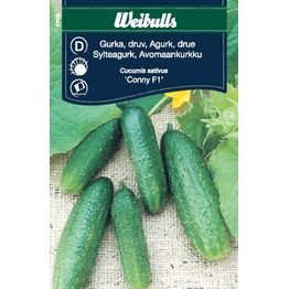 Kurkku Weibulls avomaankurkku siemenet
