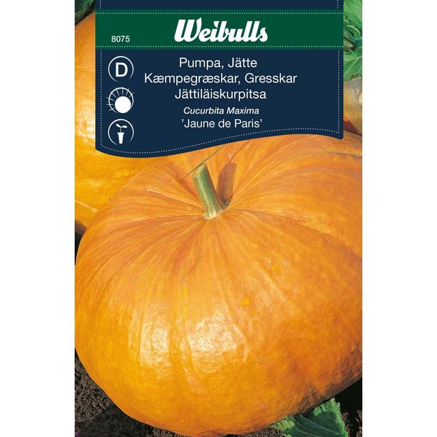 Kurpitsa Weibulls jättikurpitsa siemenet