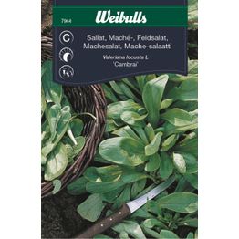 Salaatin siemenet Weibulls mache