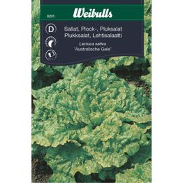 Salaatin siemenet Weibulls austrgeel lehtisalaatti