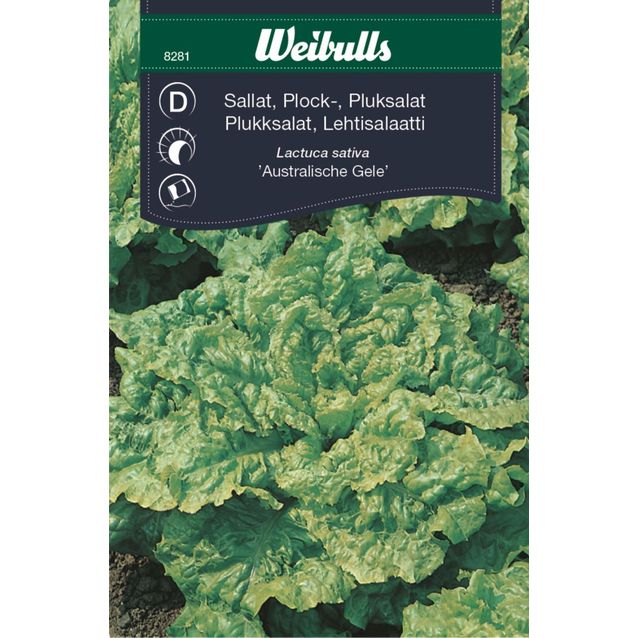 Salaatin siemenet Weibulls austrgeel lehtisalaatti