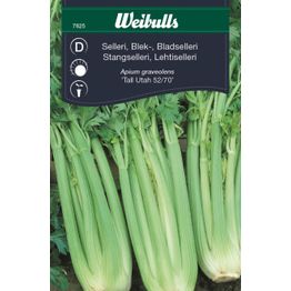 Sellerin siemenet Weibulls valkoinen