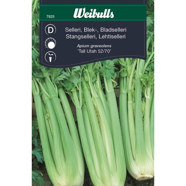 Sellerin siemenet Weibulls valkoinen