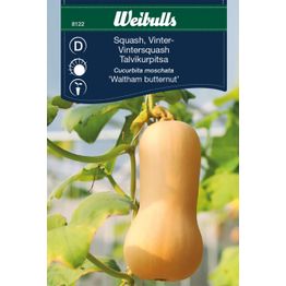 Talvikurpitsan siemenet Weibulls vinter