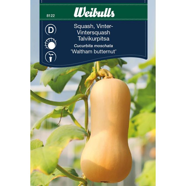 Talvikurpitsan siemenet Weibulls vinter