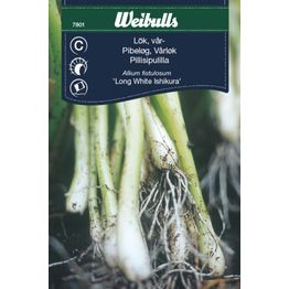 Sipuli Weibulls ruohosipuli/kevätsipuli siemenet