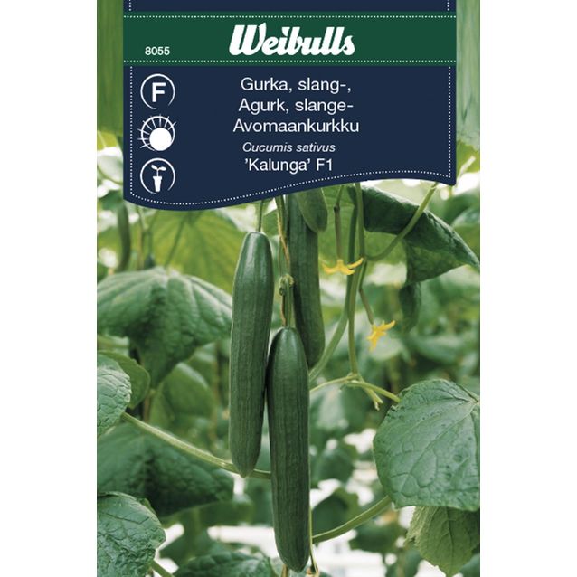 Kurkku Weibulls kasvihuonekurkut KRAV siemenet