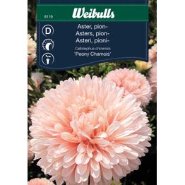 Aprikoosinvärinen asteri Weibulls pionimainen