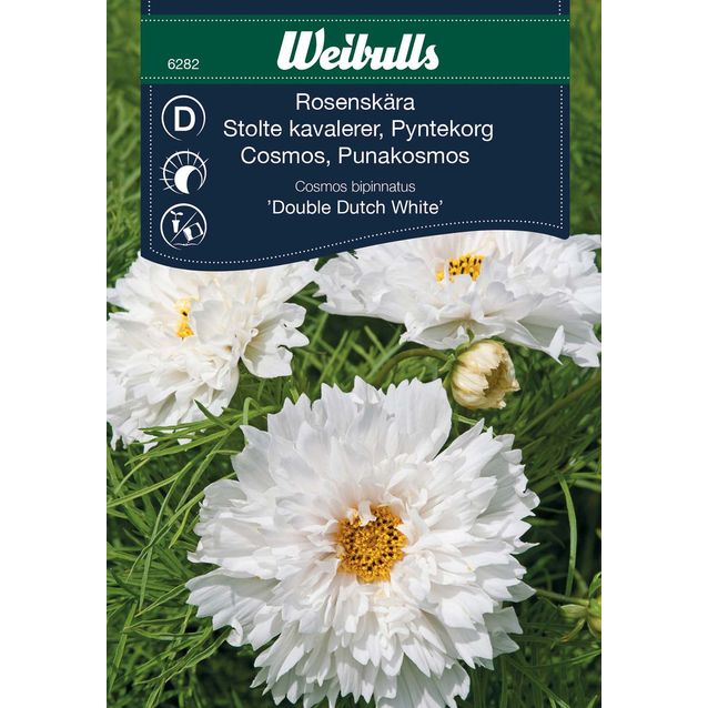 Kosmoskukka Weibulls Double Dutch