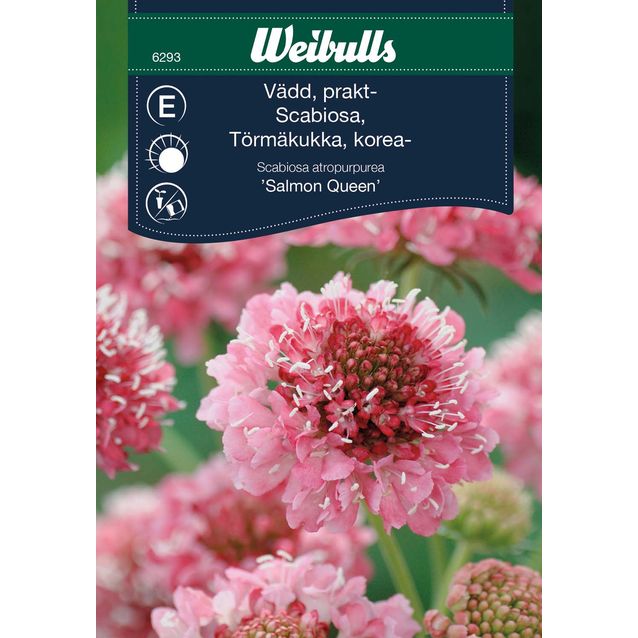 Ruusukaunokki Weibulls Prakt-