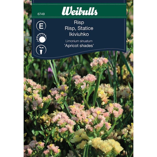 Silkkikukka Weibulls risp