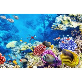 Matto Linento Wookece Aquarius 60x100cm sininen