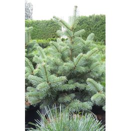 Kääpiölännenpihta Viheraarni Abies Lasiocarpa Compacta 40-60