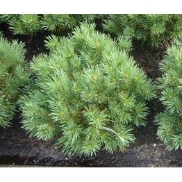 Kääpiövuorimänty Viheraarni Pinus Mugo Var. Pumilio 40-50