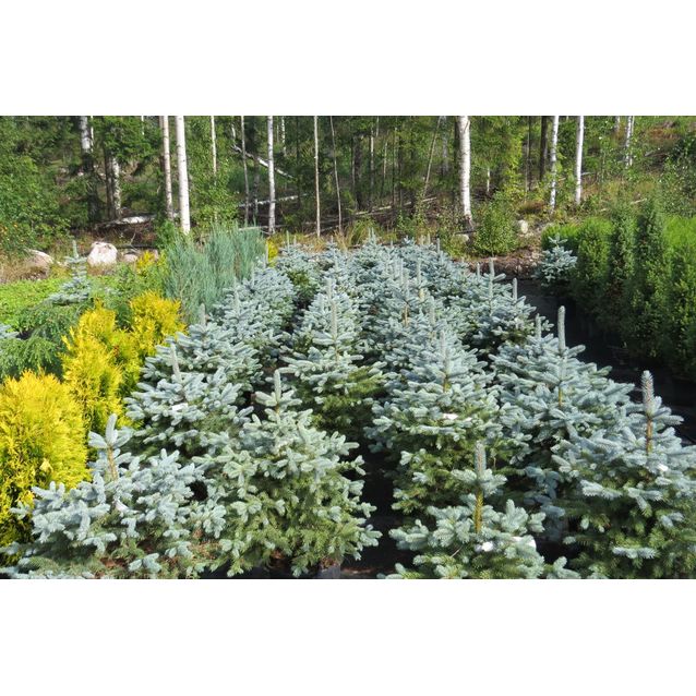 Hopeakuusi Viheraarni Picea Pungens Super Blue 100-120