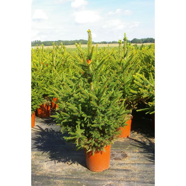 Kääpiökuusi Viheraarni Picea Abies Wills Zwerg 120-140