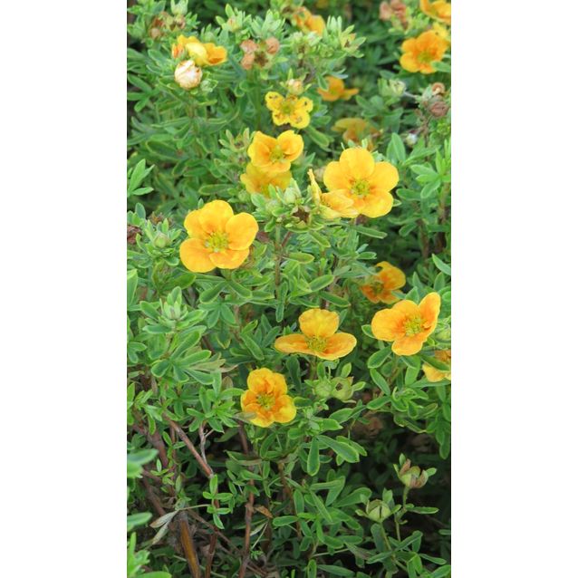 Pensashanhikki Viheraarni Dasiphora Fr.Mango Tango