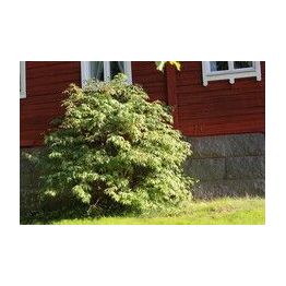 Mustaselja Viheraarni Sambucus Nigra