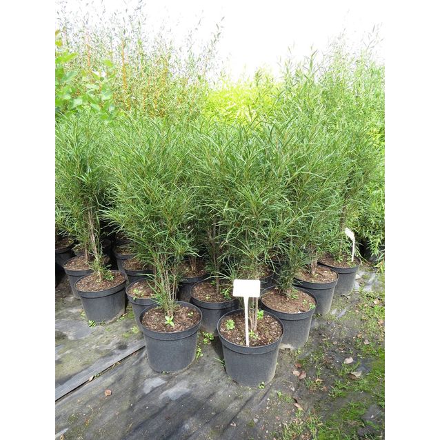 Huntukorpipaatsama Viheraarni Rhamnus Frangula Fine Line