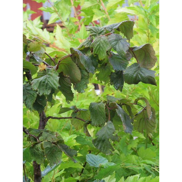 Peikonpähkinä Viheraarni Corylus Avellana Contorta 40-60