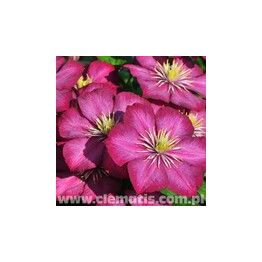 Loistokärhö Viheraarni Clematis Ville De Lyon