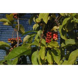 Palsamiköynnös Viheraarni Schisandra Chinensis