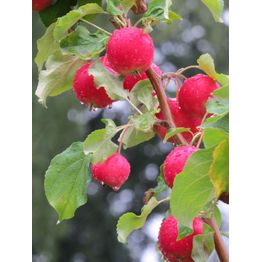Paratiisiomenapuu Viheraarni Malus Rescue 150-200