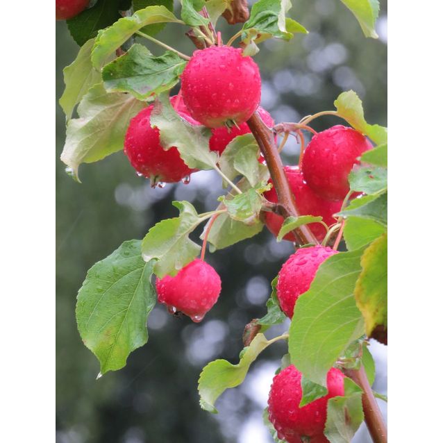 Paratiisiomenapuu Viheraarni Malus Rescue 150-200