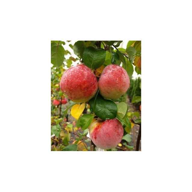 Hillittykasvuinen talviomena Viheraarni Malus Domestica Lobo Hk