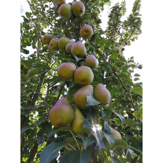 Pilaripäärynä Viheraarni Pyrus Communis Decora