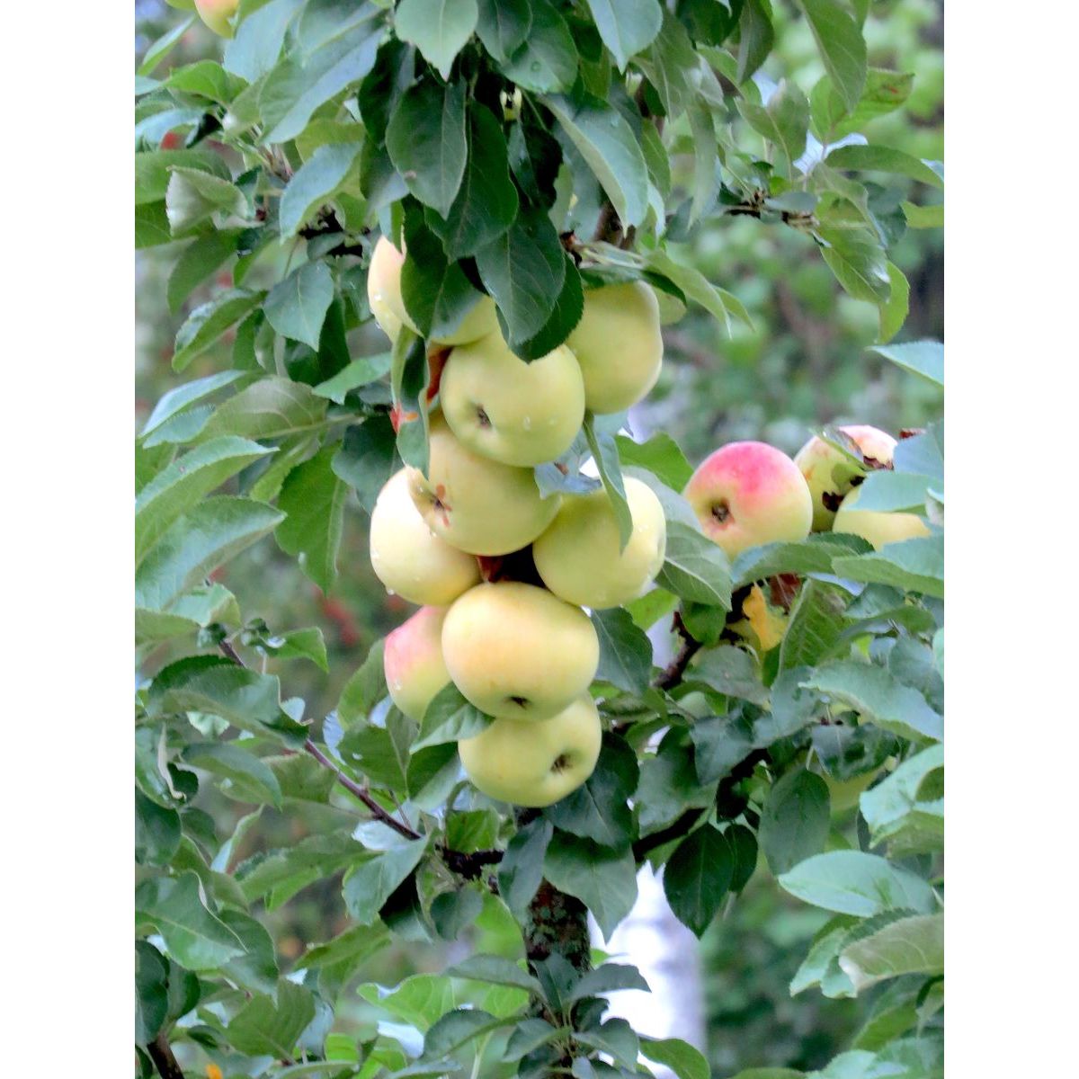 Pilariomenapuu Viheraarni Malus President pilariomenapuu-viheraarni-malus-president