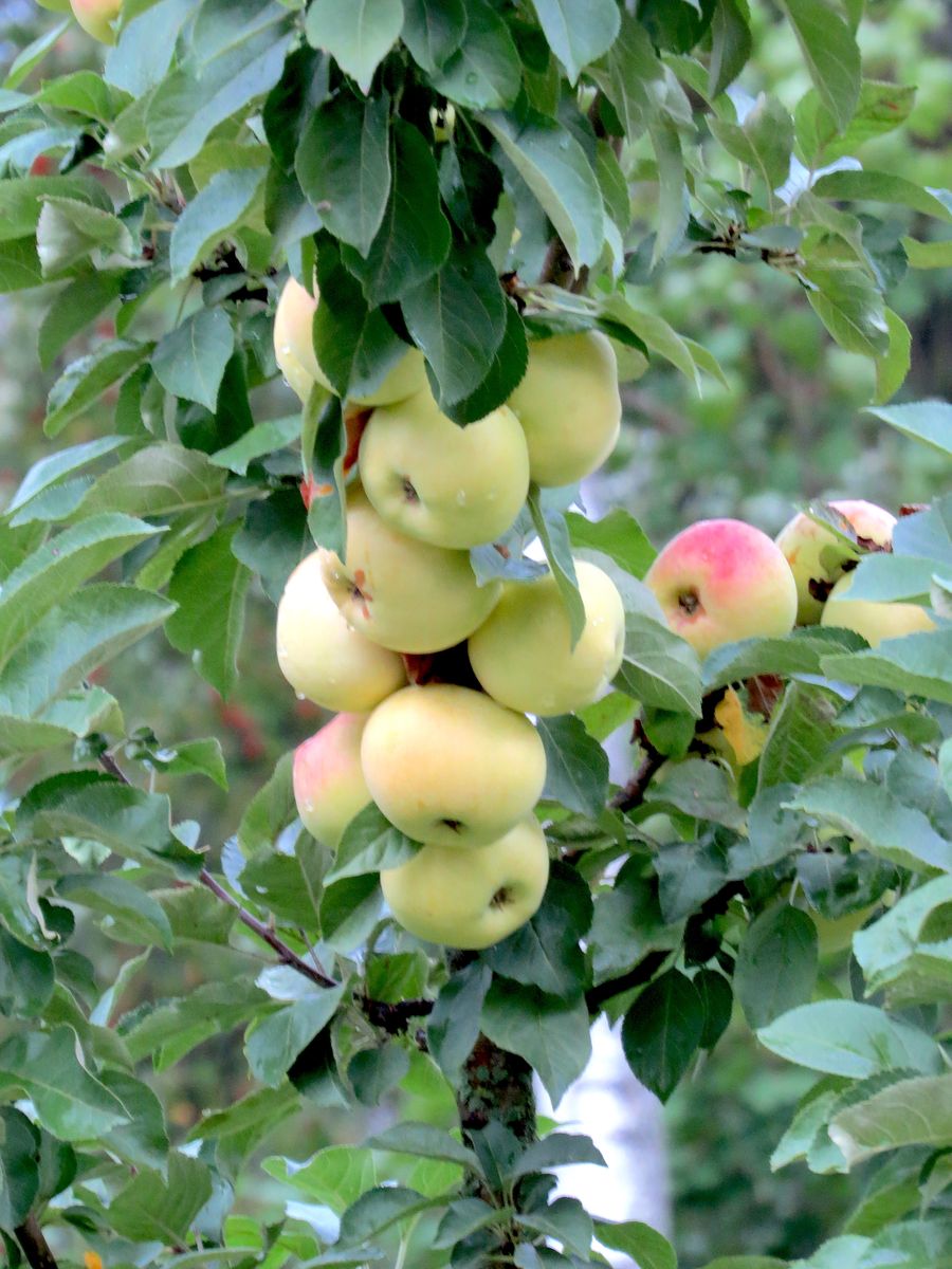 Pilariomenapuu Viheraarni Malus President Pilariomenapuu Viheraarni Malus President