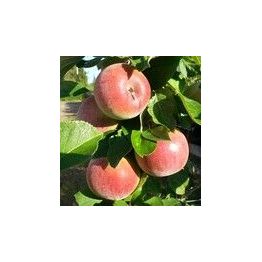 Pilariomenapuu Viheraarni Malus Triumf