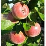 Pilariomenapuu Viheraarni Malus Triumf pilariomenapuu-viheraarni-malus-triumf