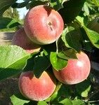 Pilariomenapuu Viheraarni Malus Triumf Pilariomenapuu Viheraarni Malus Triumf
